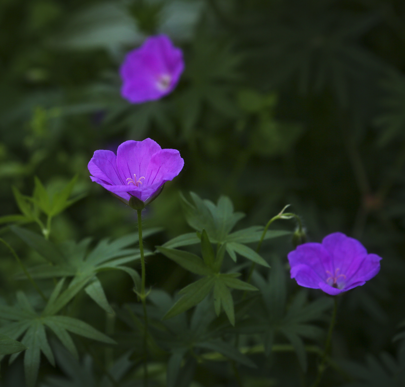 Изображение особи Geranium sanguineum.