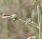 Althaea cannabina