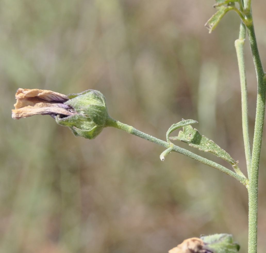 Image of Althaea cannabina specimen.