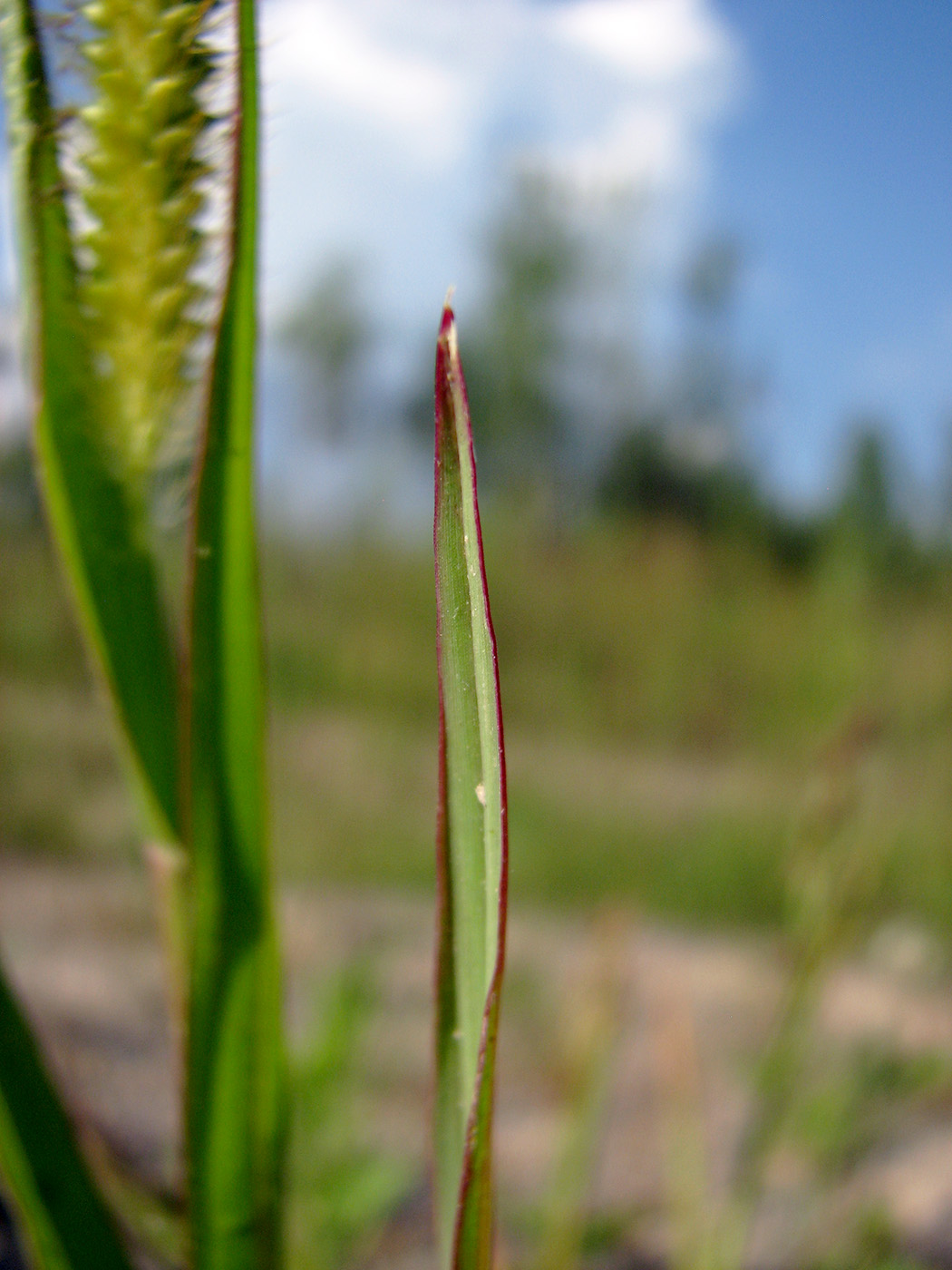 Image of Setaria pumila specimen.