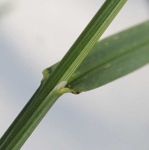 Image of genus Poa specimen.