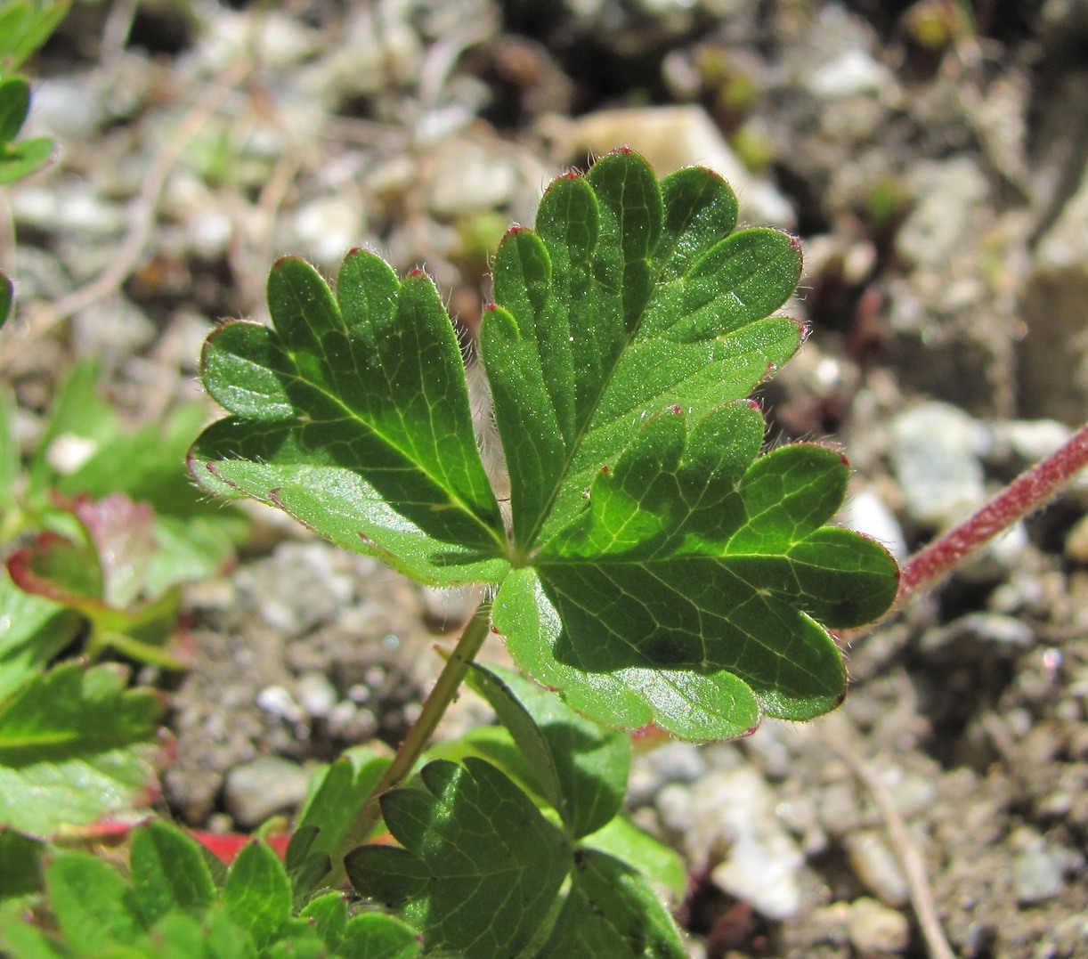 Image of Potentilla gelida specimen.