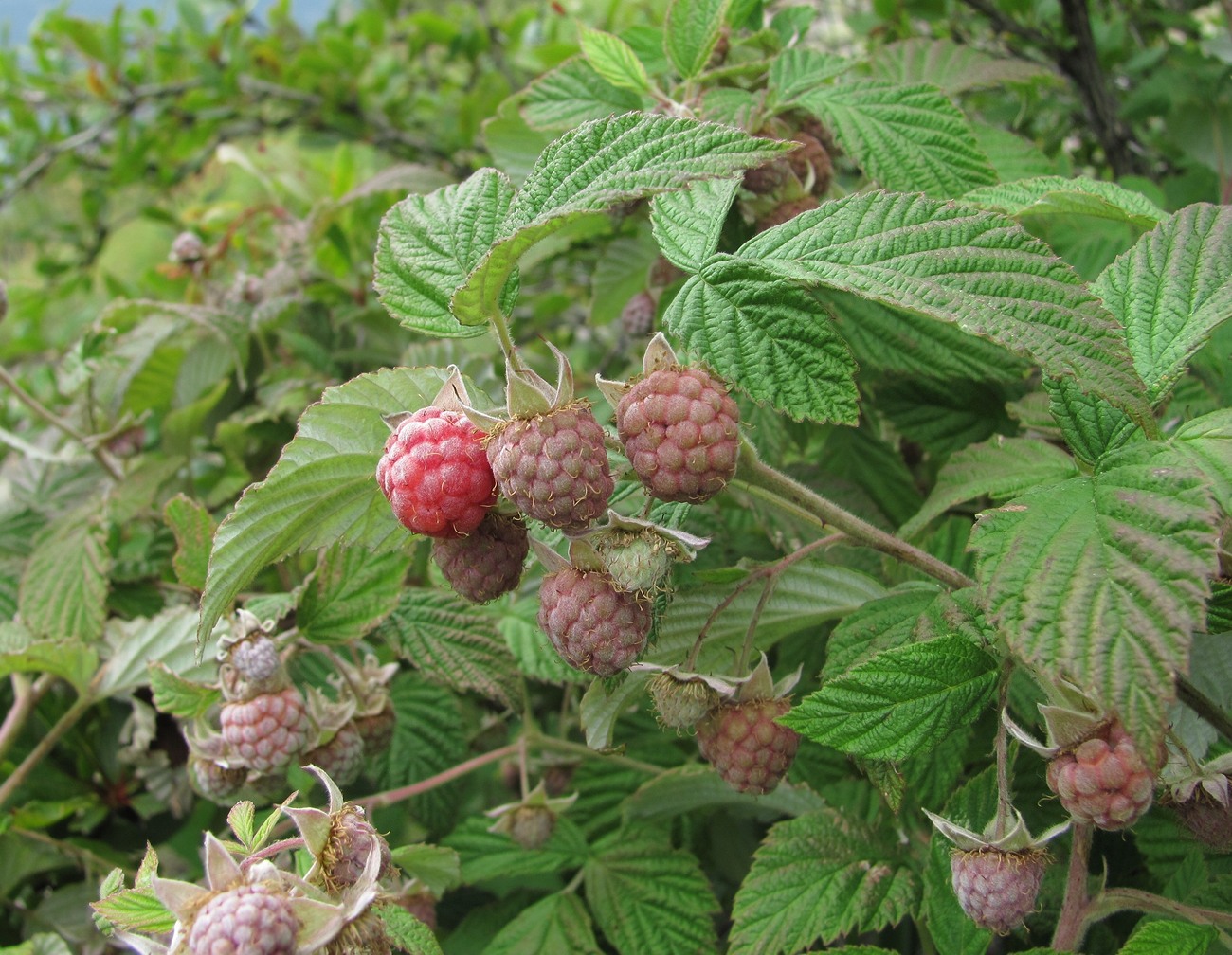 Изображение особи Rubus idaeus.