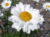 Pyrethrum krylovianum