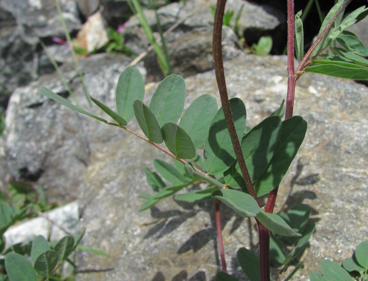 Изображение особи Astragalus brachytropis.