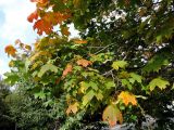 Acer platanoides. Ветки с листьями, принимающими осеннюю окраску. Москва, Новогиреево, ул. Кусковская, промзона, в озеленении. 20.09.2017.