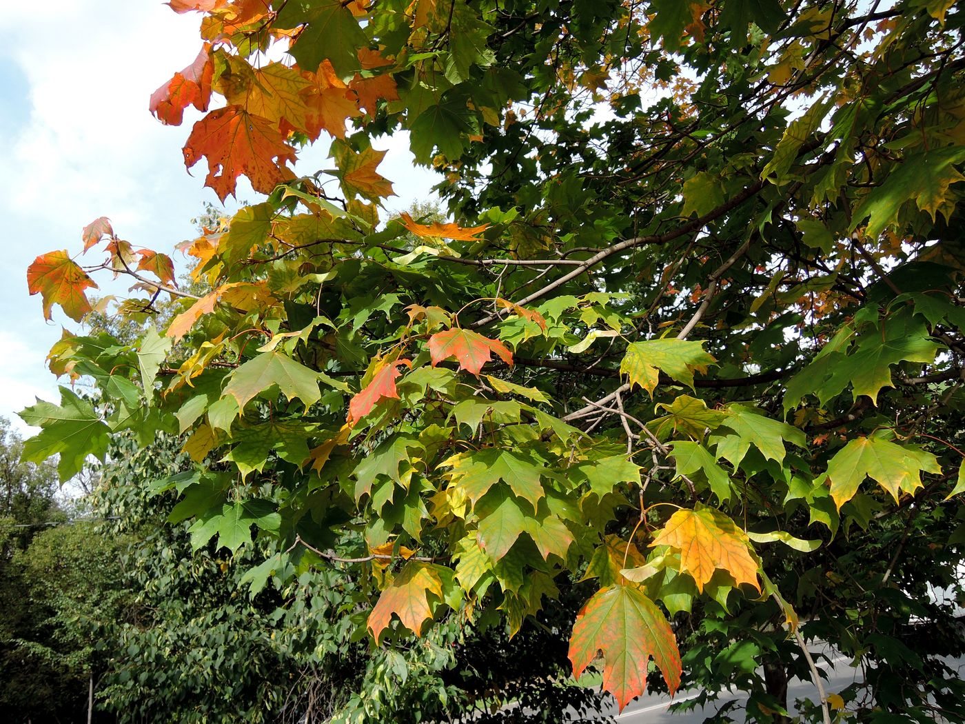 Image of Acer platanoides specimen.