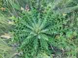 Cirsium roseolum