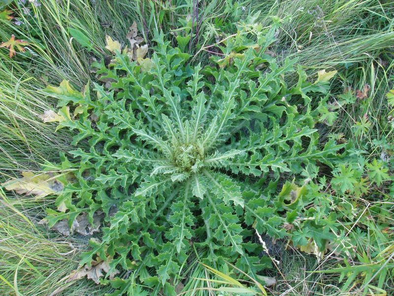 Image of Cirsium roseolum specimen.