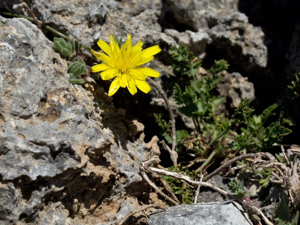 Image of Crepis fraasii specimen.