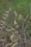 Salix rosmarinifolia