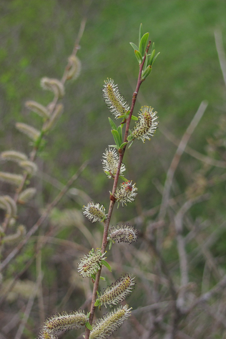 Image of Salix rosmarinifolia specimen.