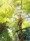 Cyathea cooperi