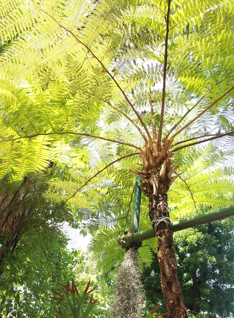 Image of Cyathea cooperi specimen.
