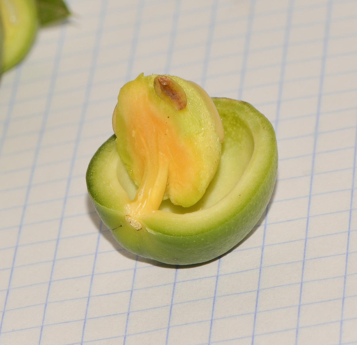 Image of Bonellia macrocarpa specimen.