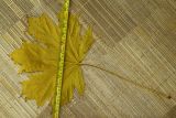 Acer platanoides. Лист (сорван перед опаданием; 33 × 51 см с черешком). Ростовская обл., г. Таганрог, Приморский парк. 09.11.2017.