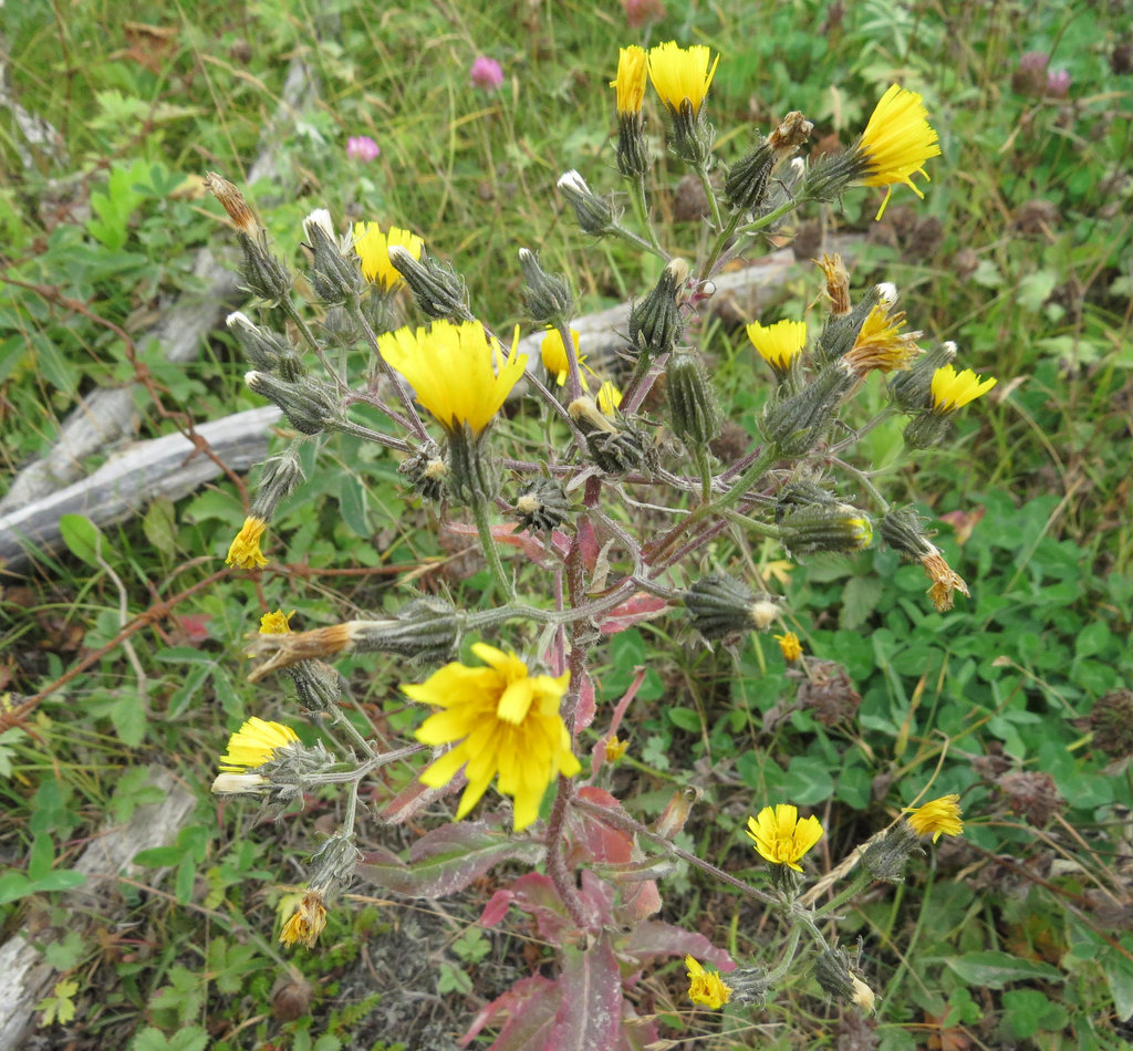 Изображение особи Picris japonica.