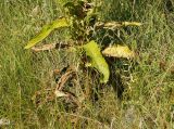 Verbascum lychnitis