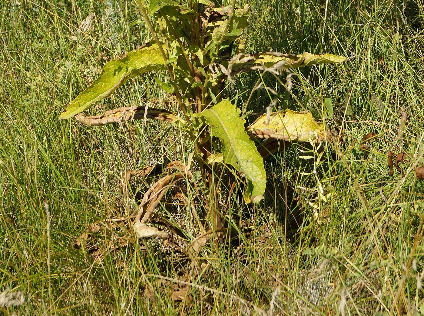 Изображение особи Verbascum lychnitis.