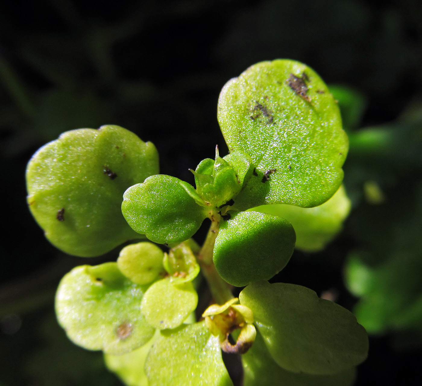 Image of Chrysosplenium kamtschaticum specimen.