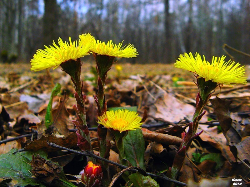 Изображение особи Tussilago farfara.