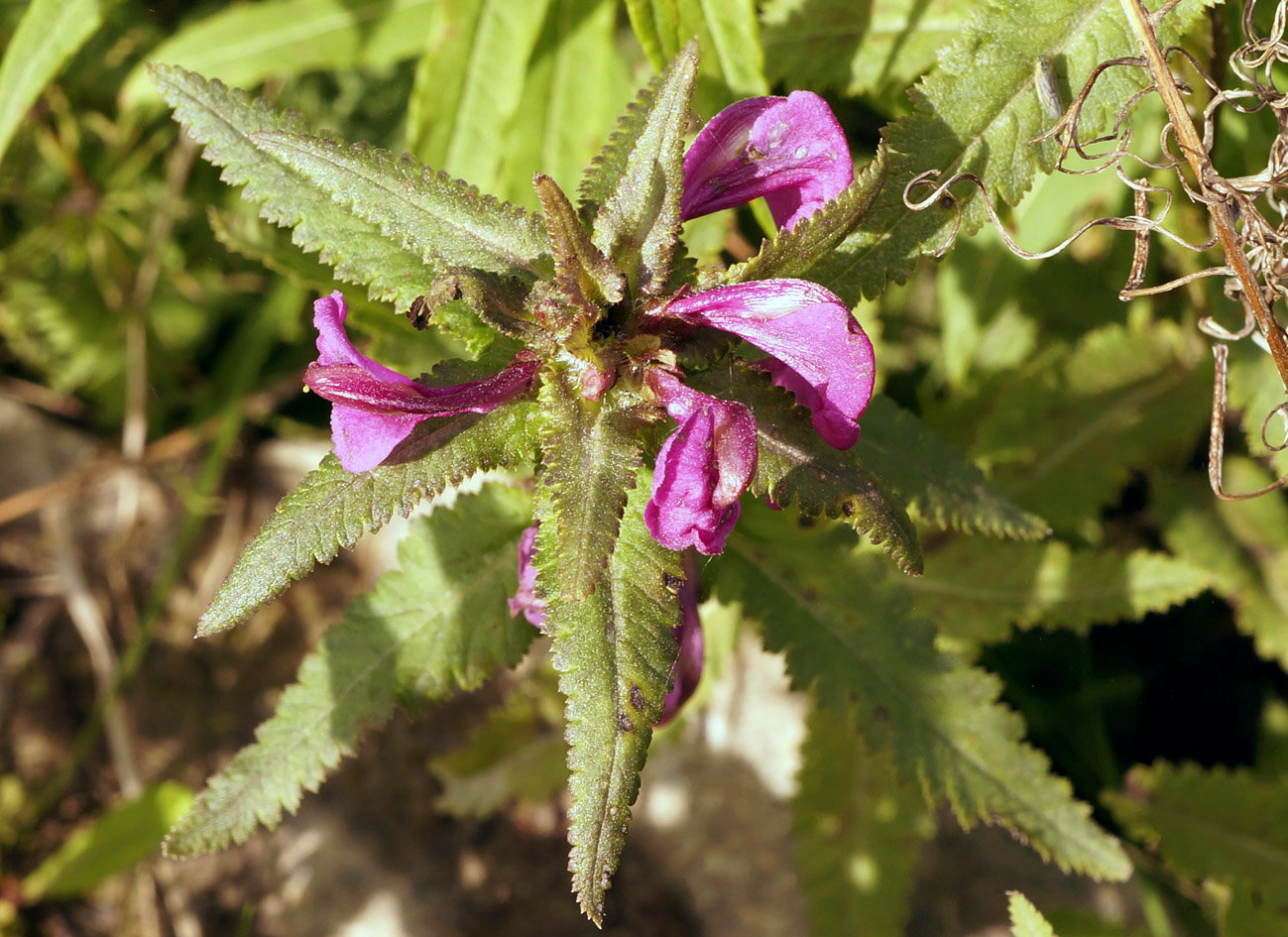 Изображение особи Pedicularis resupinata.