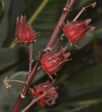 Hibiscus sabdariffa. Часть побега с созревающими плодами. Израиль, Шарон, пос. Кфар Монаш, ботанический сад \"Хават Ганой\". 14.11.2016.