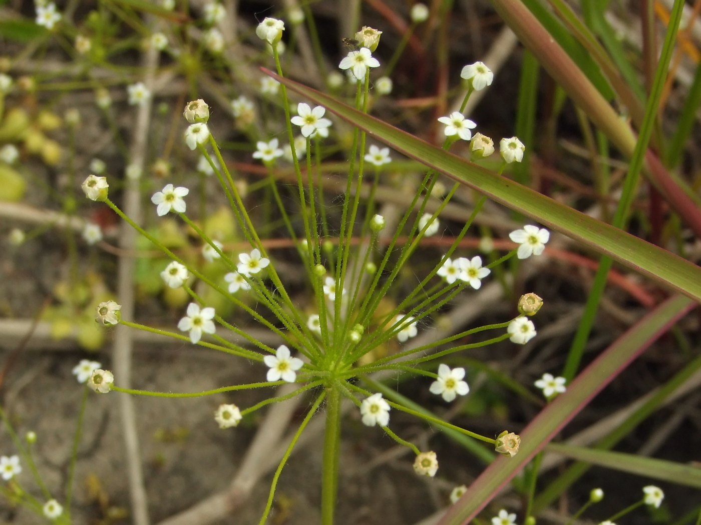 Image of Androsace filiformis specimen.