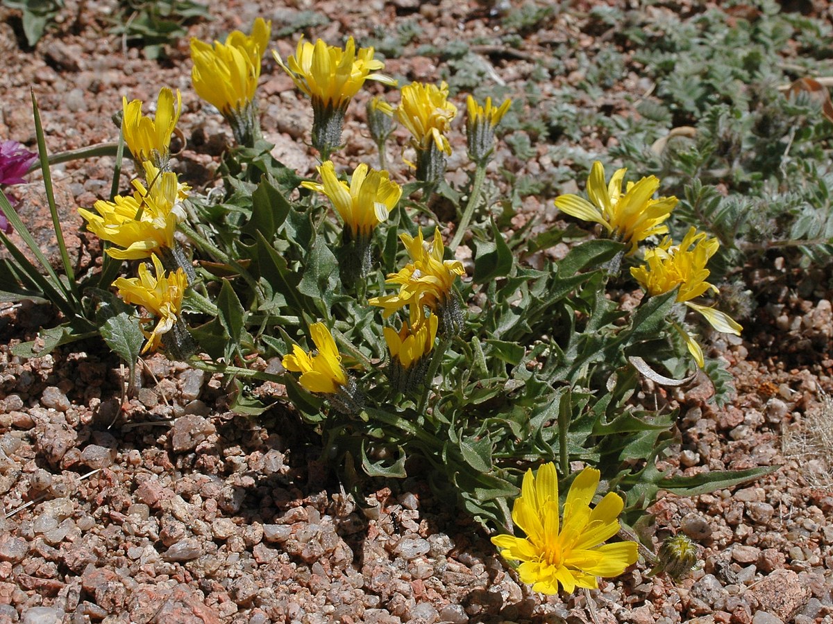 Изображение особи Crepis oreades.