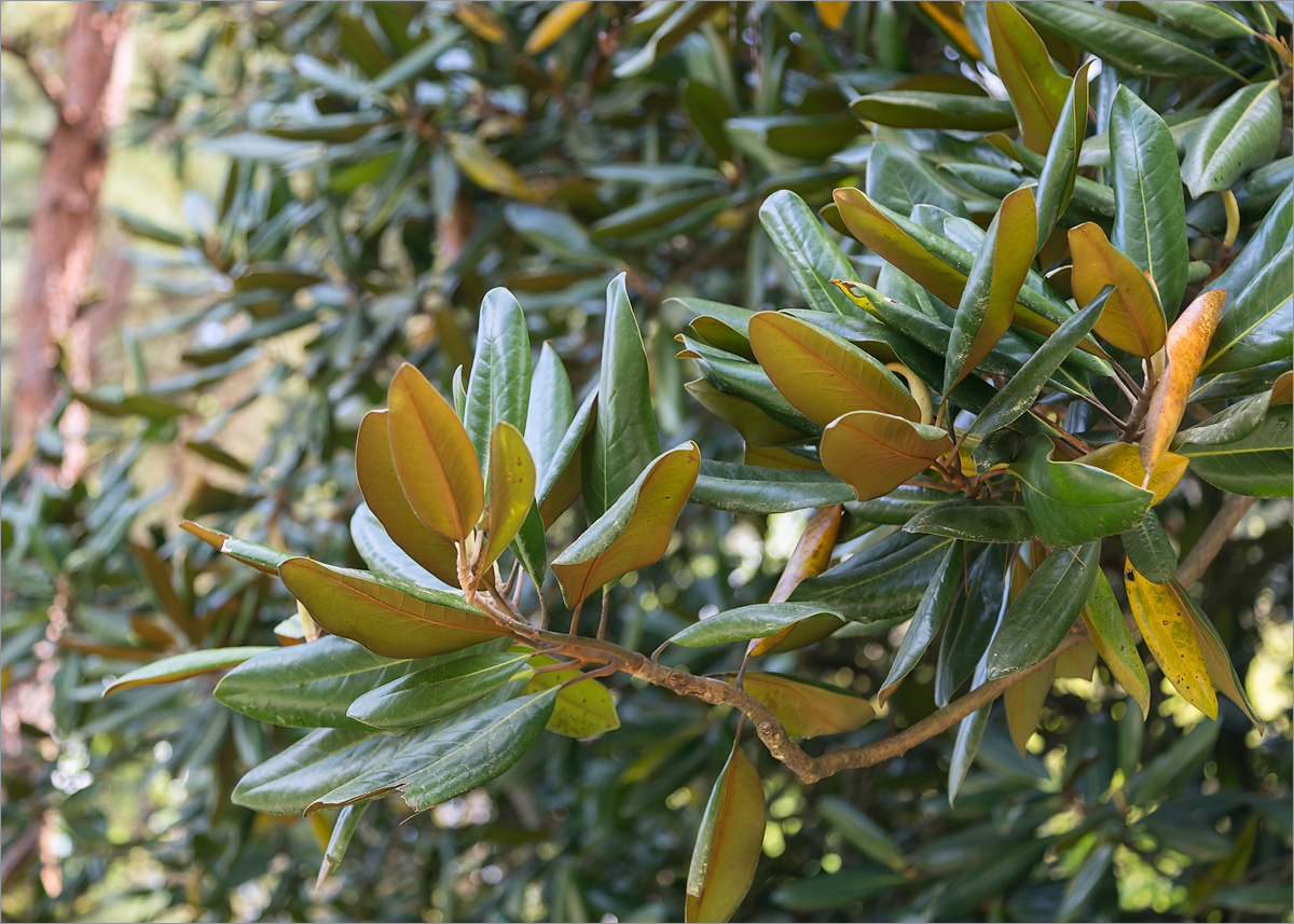 Image of Magnolia grandiflora specimen.