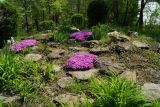 Phlox subulata