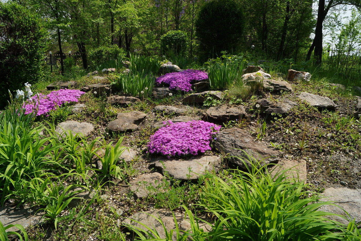 Image of Phlox subulata specimen.