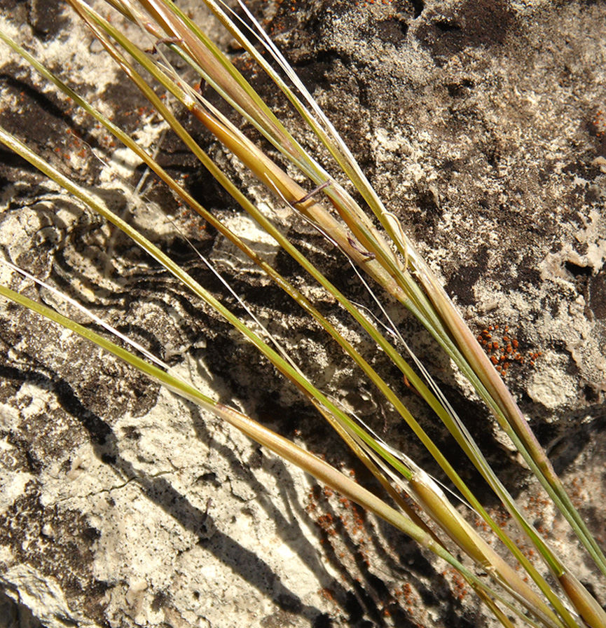 Image of Stipa asperella specimen.