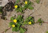 Potentilla anserina