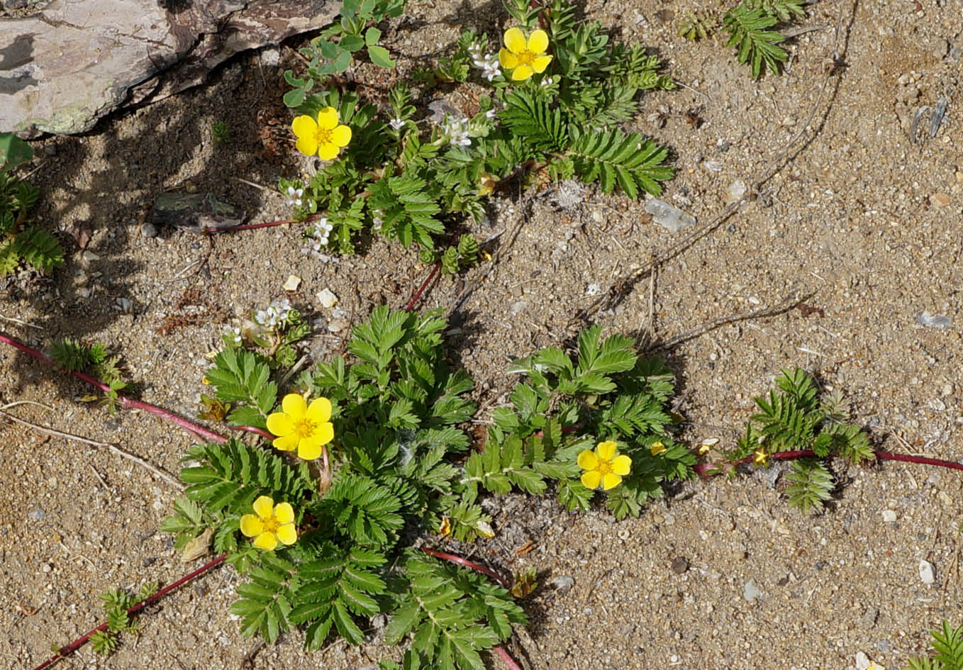 Изображение особи Potentilla anserina.