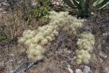 Cylindropuntia tunicata