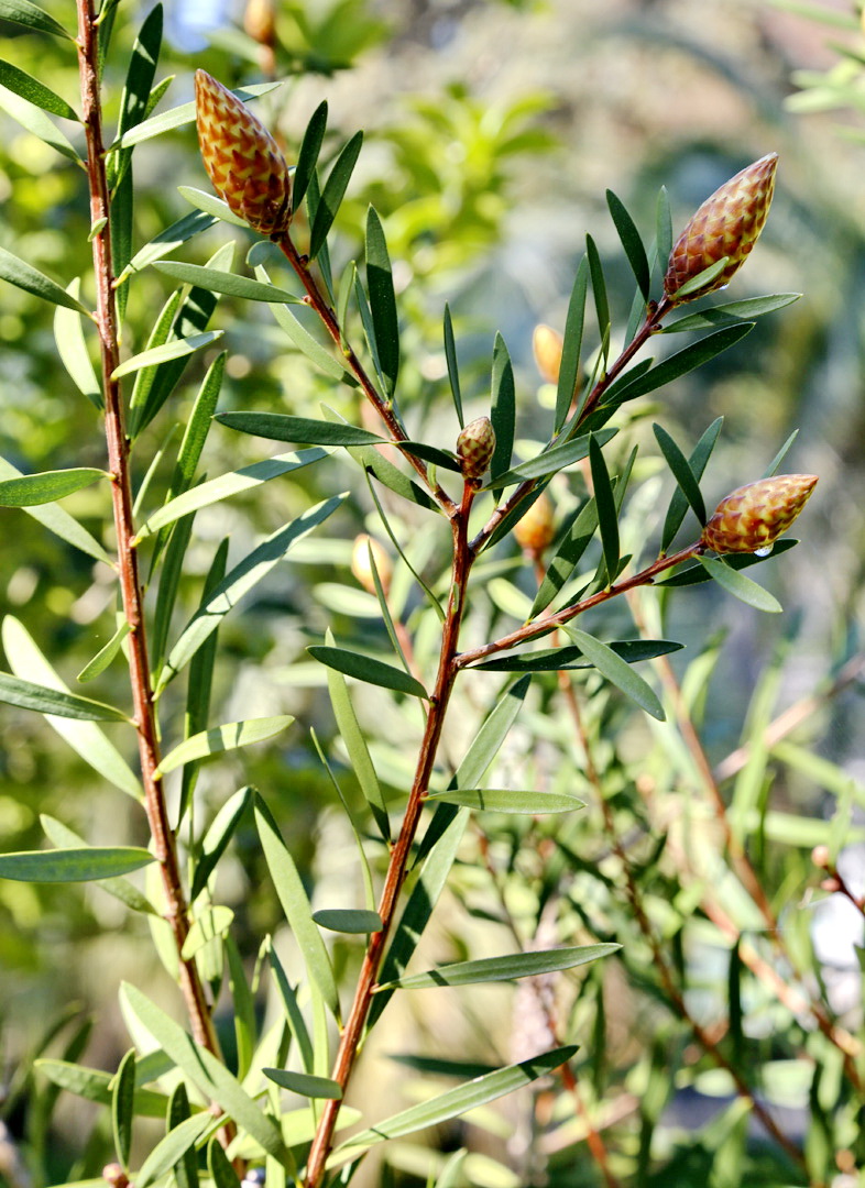 Изображение особи Callistemon phoeniceus.