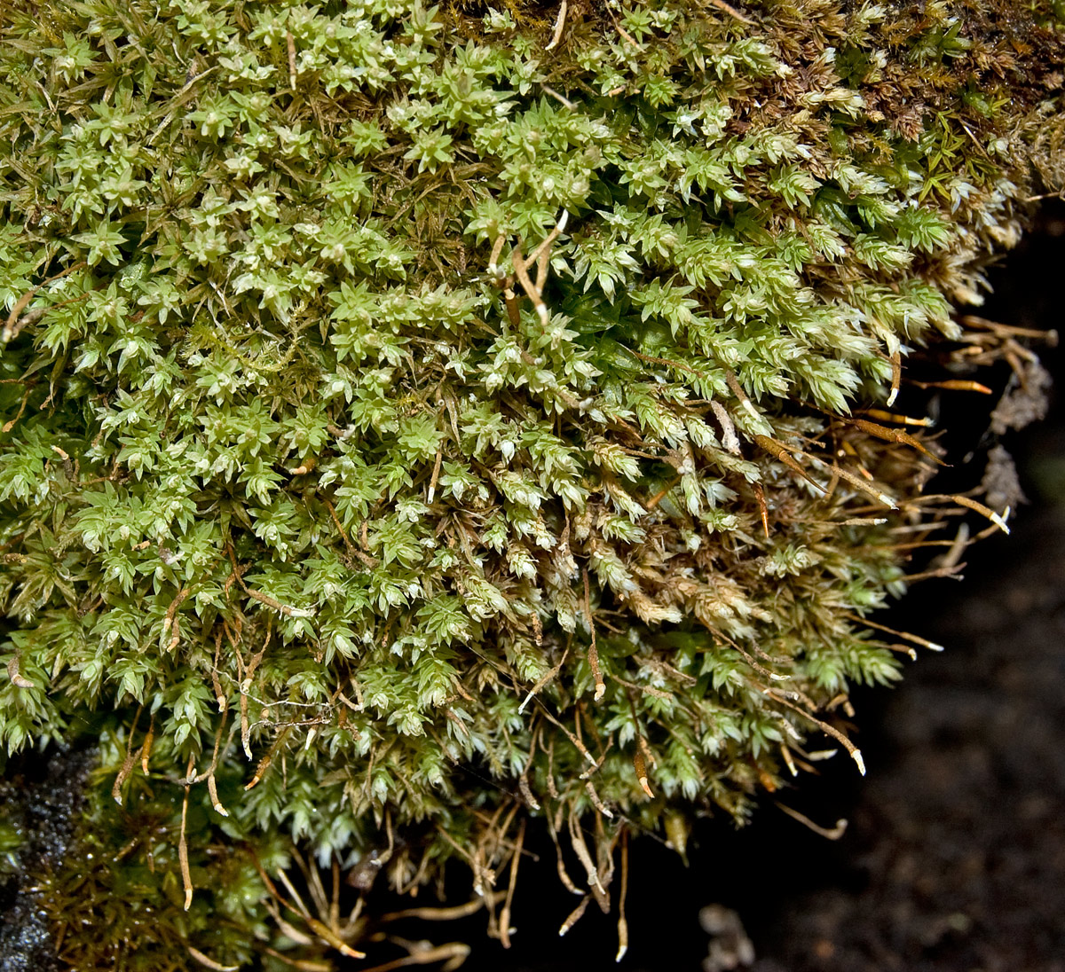 Изображение особи отдел Bryophyta.