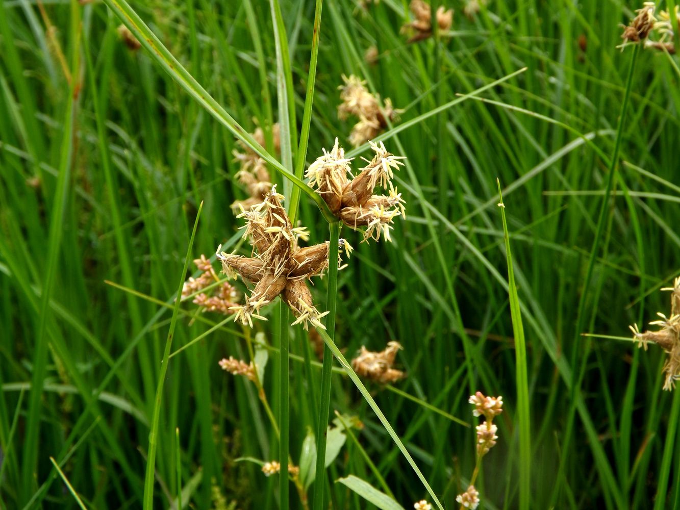 Изображение особи Bolboschoenus planiculmis.