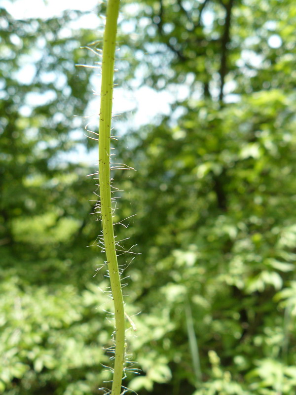 Image of genus Pilosella specimen.