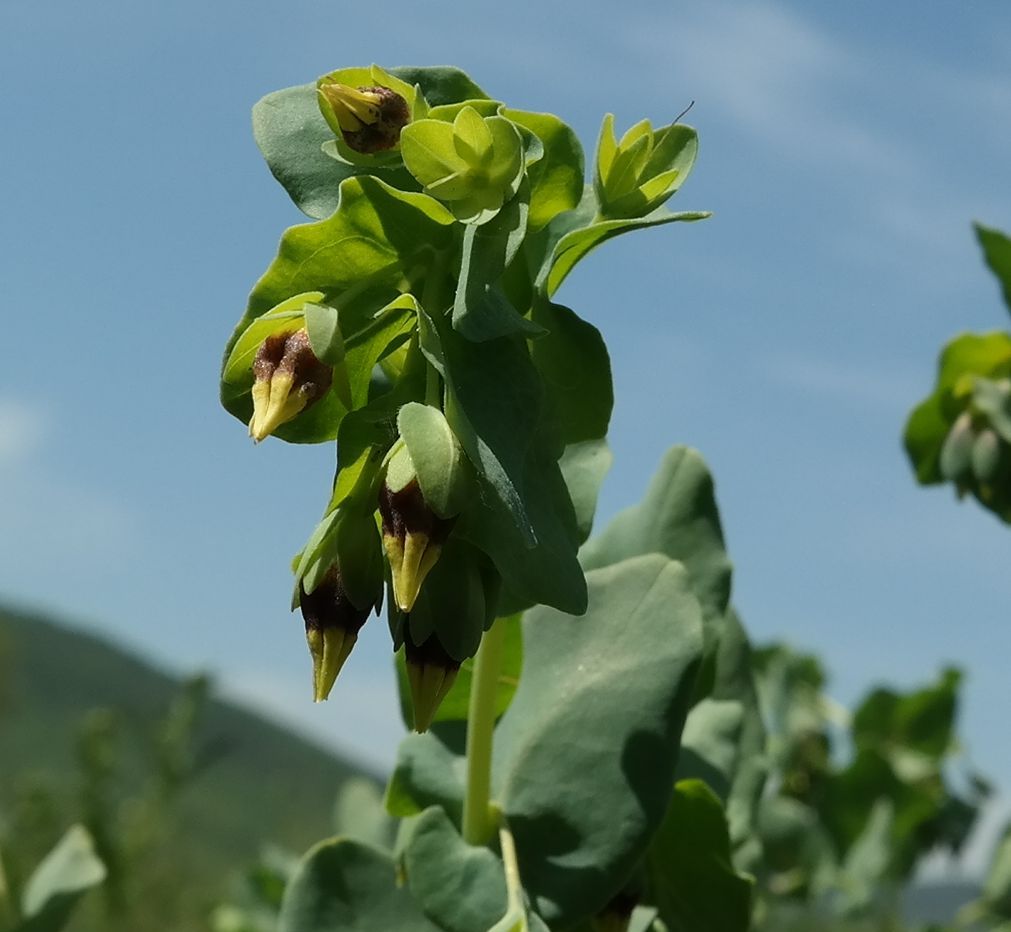 Image of Cerinthe minor specimen.