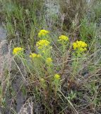 Euphorbia palustris