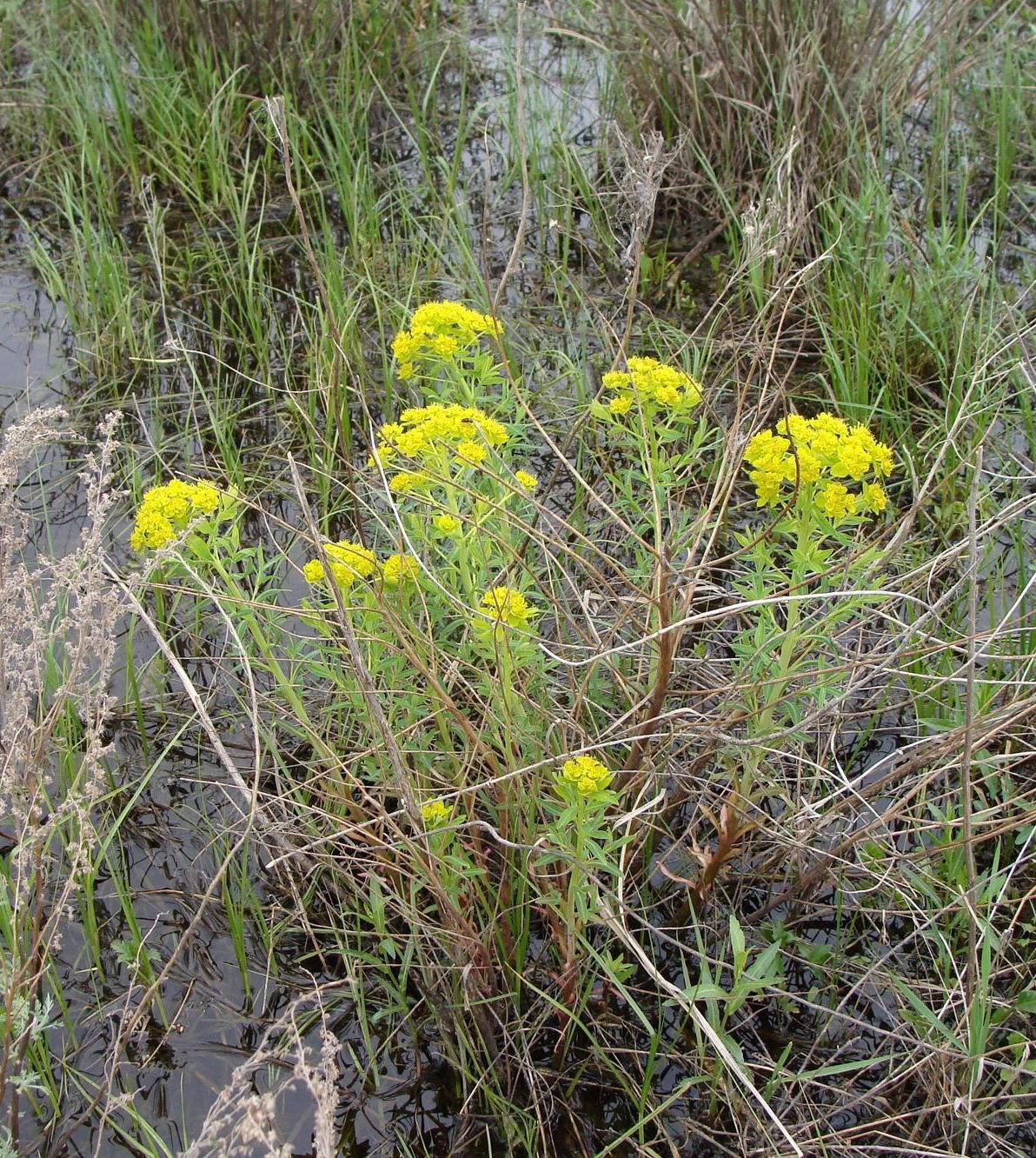 Изображение особи Euphorbia palustris.