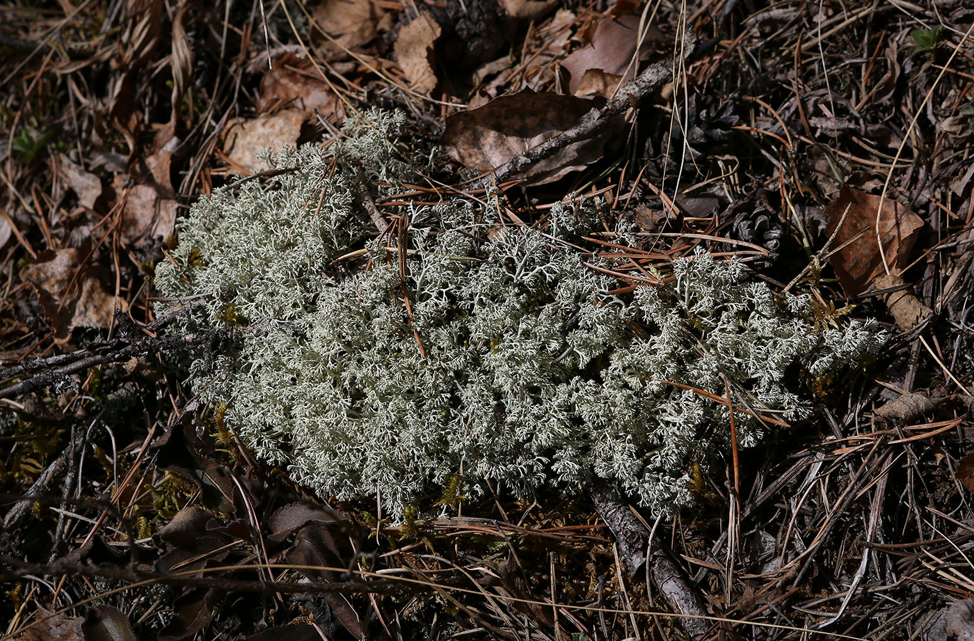 Изображение особи Cladonia arbuscula.