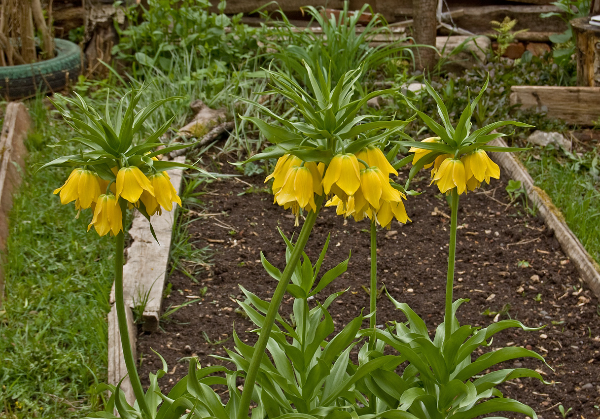 Изображение особи Fritillaria imperialis.