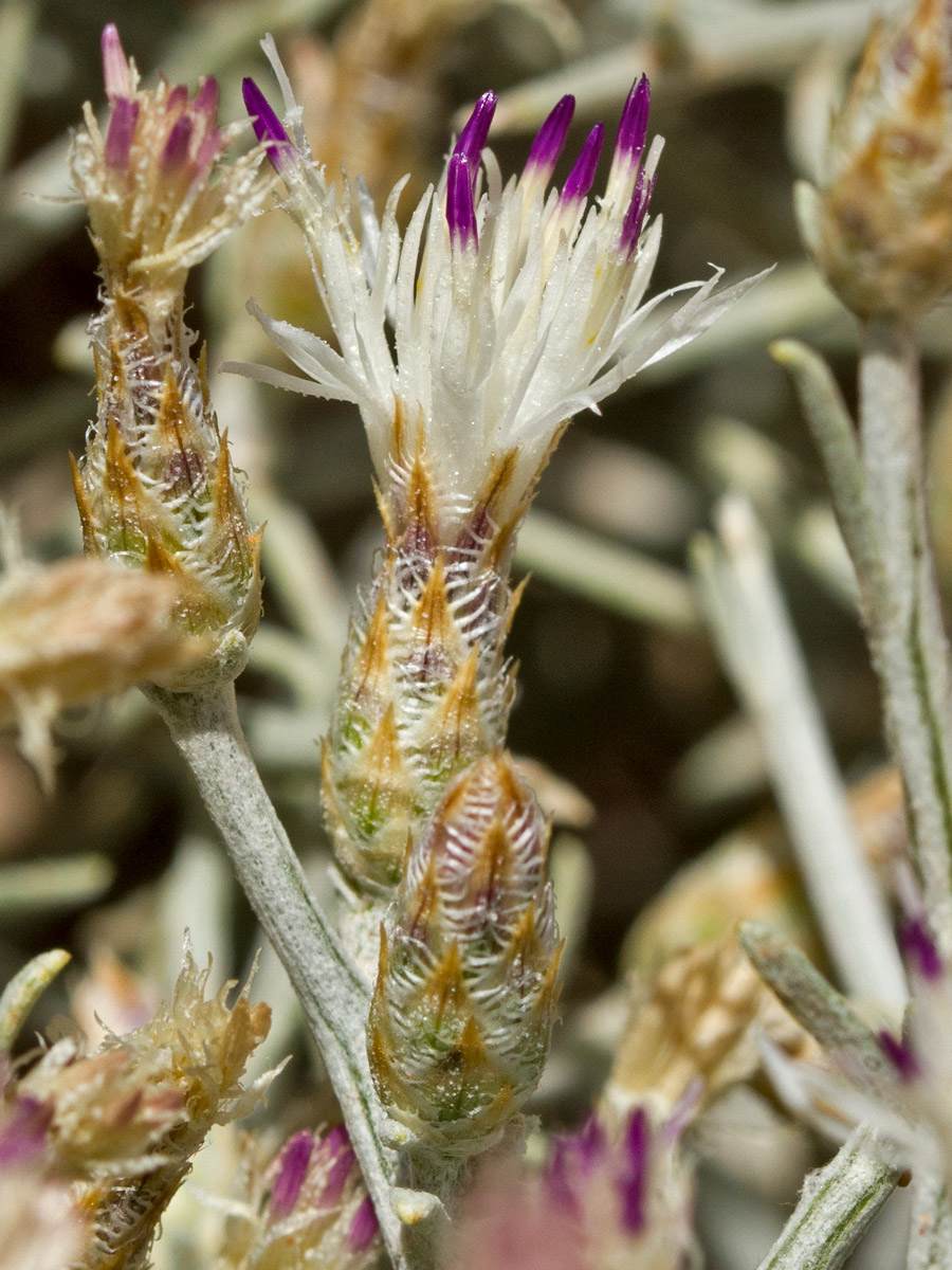 Image of Centaurea spinosa specimen.