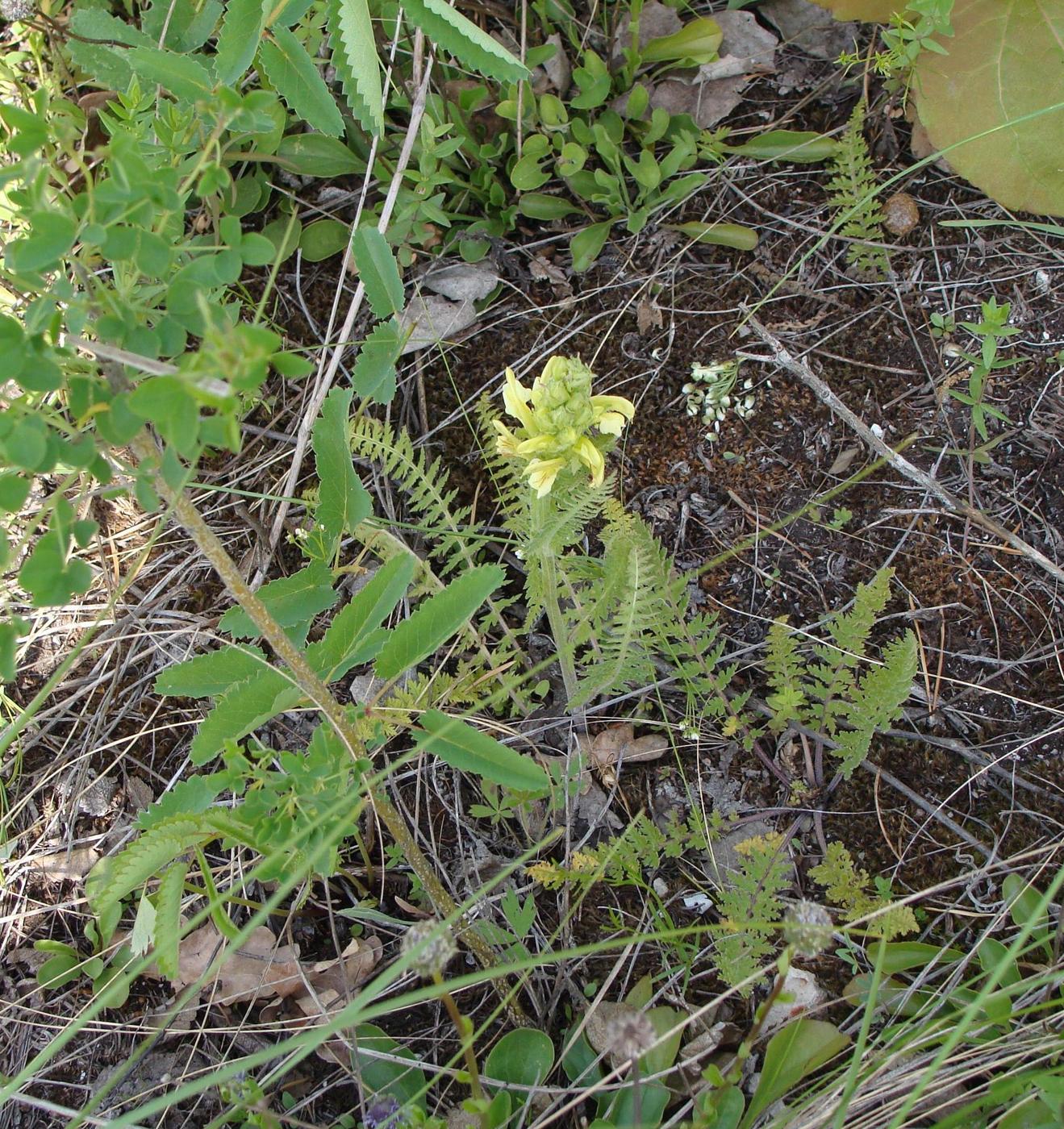 Изображение особи Pedicularis kaufmannii.