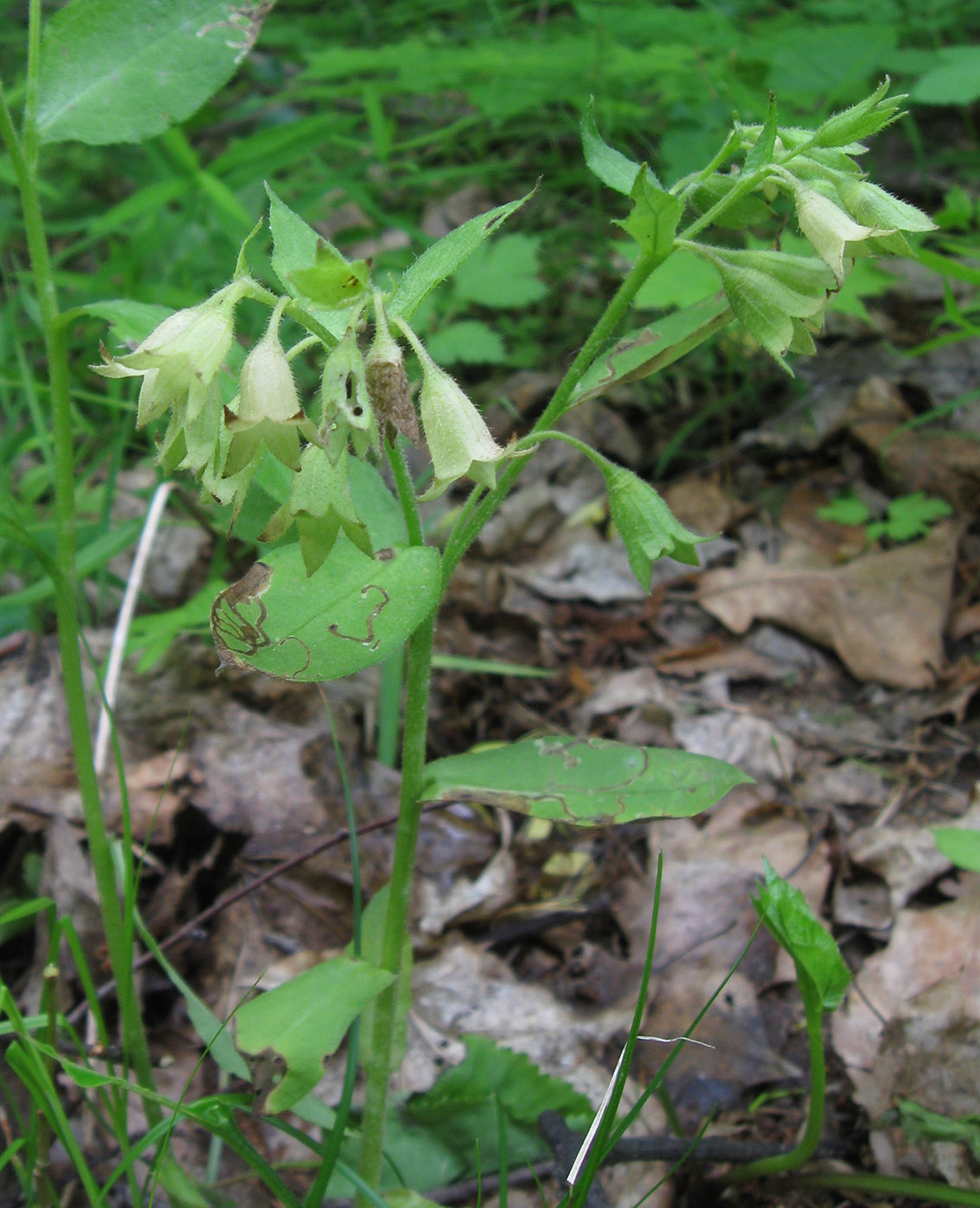 Image of Pulmonaria mollis specimen.