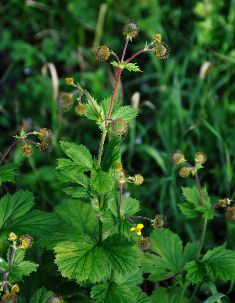 Image of Geum macrophyllum specimen.