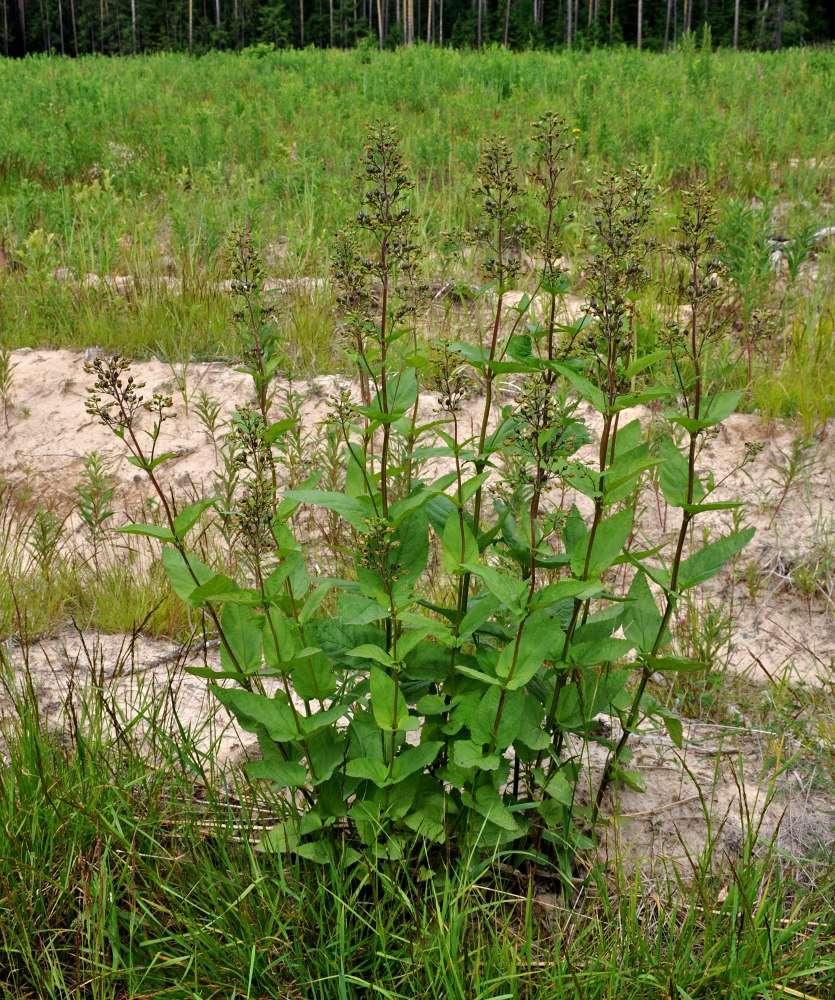 Изображение особи Scrophularia nodosa.